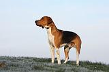 BEAGLE HARRIER 009